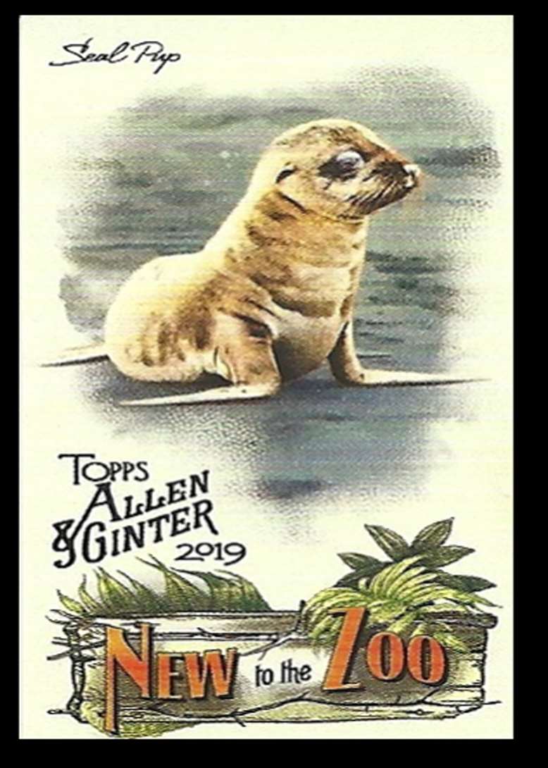 2019 Topps Allen And Ginter Mini New To The Zoo Seal Pup #NTTZ-11