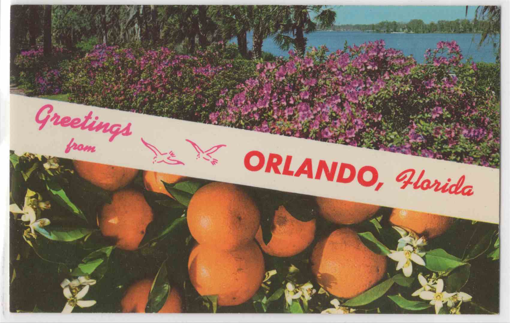 Vintage Postcard Greetings From Orlando Florida Oranges ...