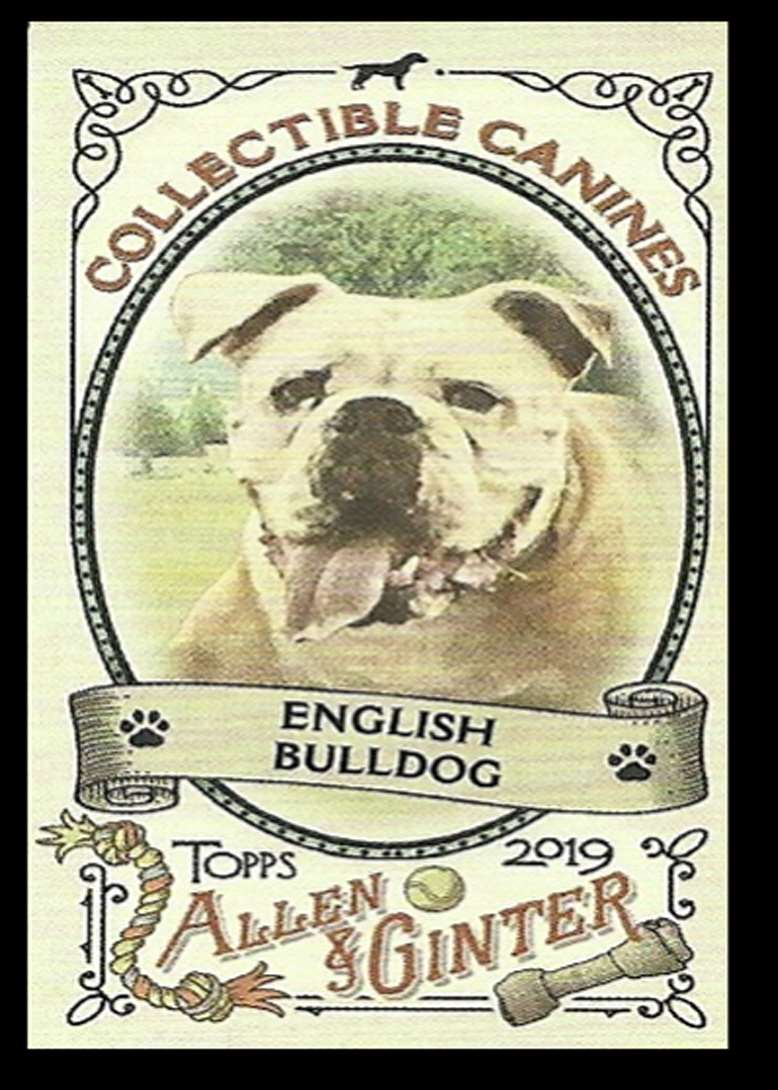 2019 Topps Allen And Ginter Mini Collectible Canines English Bulldog #CC-11
